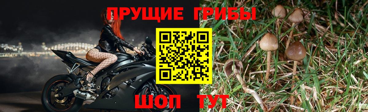 Галлюциногенные грибы Magic Shrooms Мурино